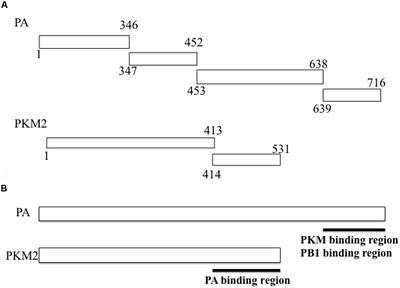 Influenza Virus Infection Induces Host Pyruvate Kinase M Which Interacts with Viral RNA-Dependent RNA Polymerase